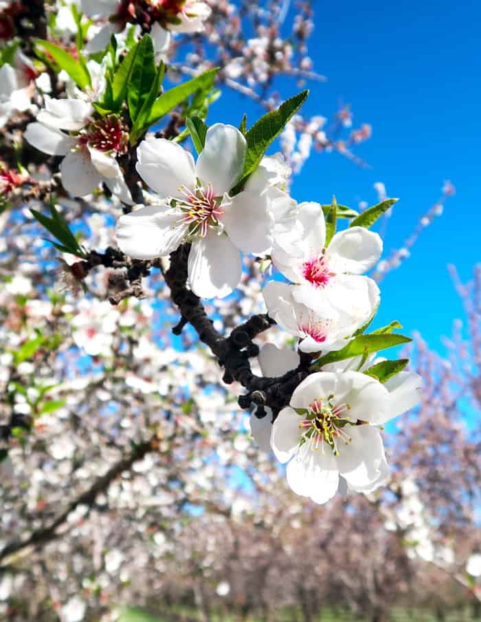 almond blossom almond tree
